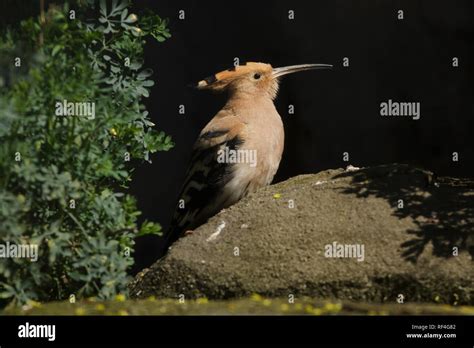 Eurasian Hoopoe Upupa Epops Wild Life Bird Stock Photo Alamy