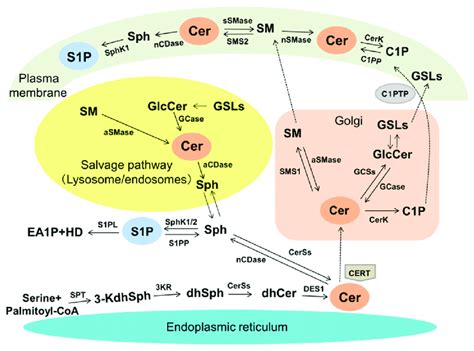 Simplified Metabolic Pathways Of Sphingolipids Cer Is De Novo