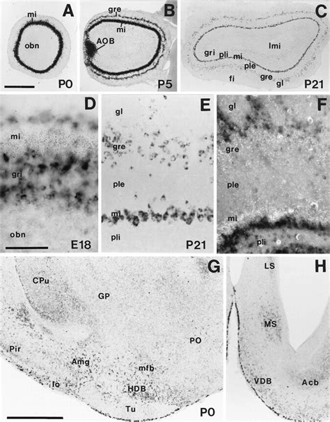 Regional And Cellular Patterns Of Reelin Mrna Expression In The