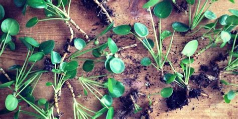 Pilea peperomioides Revista de Flores Plantas Jardinería