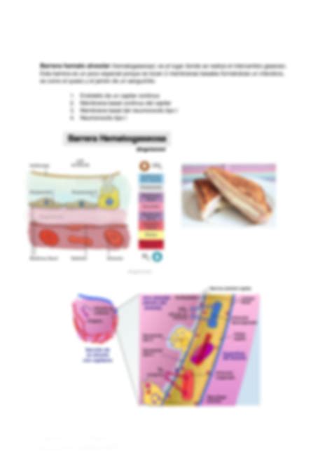 SOLUTION Barreras Histologicas Studypool