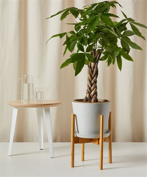 Buy Potted Money Tree Indoor Plant | Bloomscape