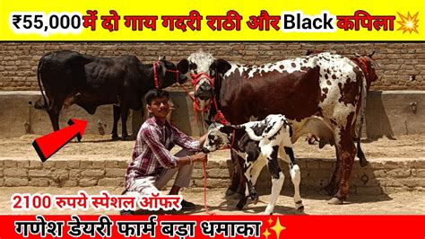 गणेश डेयरी फार्म पर बड़ा धमाका💥 55000 में दो गदरी राठी और Black