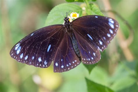 Crow Butterflies Insects Of Mumbai Inaturalist