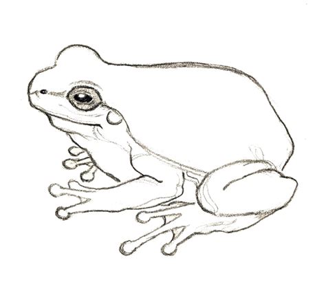 Tree Frog Drawing At Getdrawings Free Download