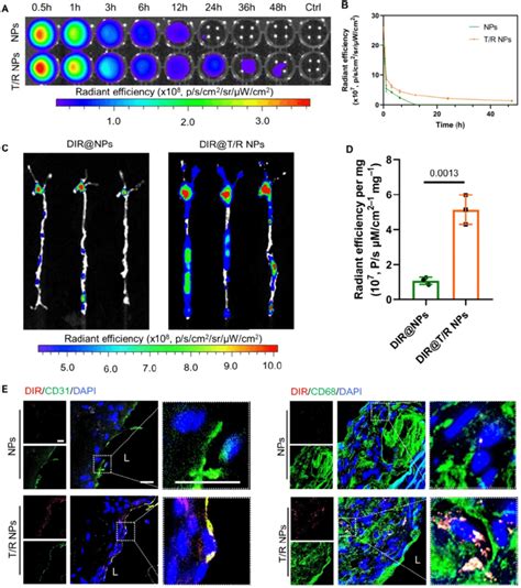 In Vivo Circulation And Targeting Capability Of T R Nps In Mice After