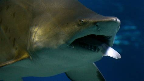 Shark Week 2017 A List Of All The Best Sharks — Quartz