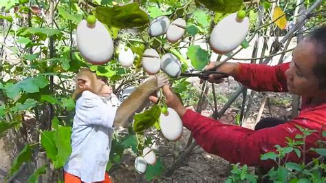 Incredible Video Sokyaa And Mom Found Imagine Eggs Near Home And Cook