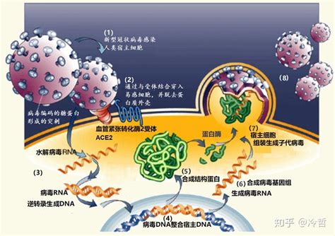 另辟蹊径陈薇院士团队发现新冠病毒单抗药物的新靶点 知乎