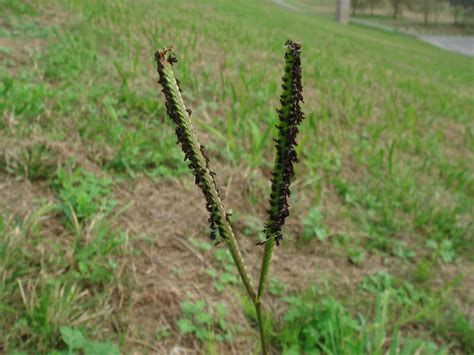 Paspalum distichum L.