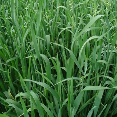 Semilla De Avena Altoandina Pasturas Tropicales Semillas De Pastos