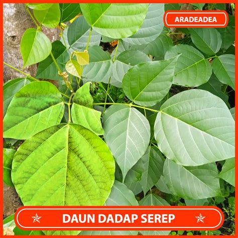 Jual Daun Dadap Serep Segar Gram Shopee Indonesia