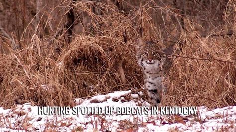 Hunting Spotted Up Bobcats In Kentucky Youtube