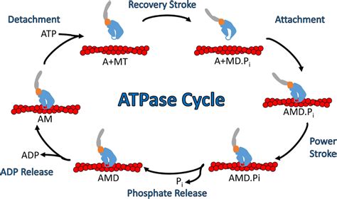 Diagram Of The Actomyosin Atpase Cycle Myosin Cycles Between Weak