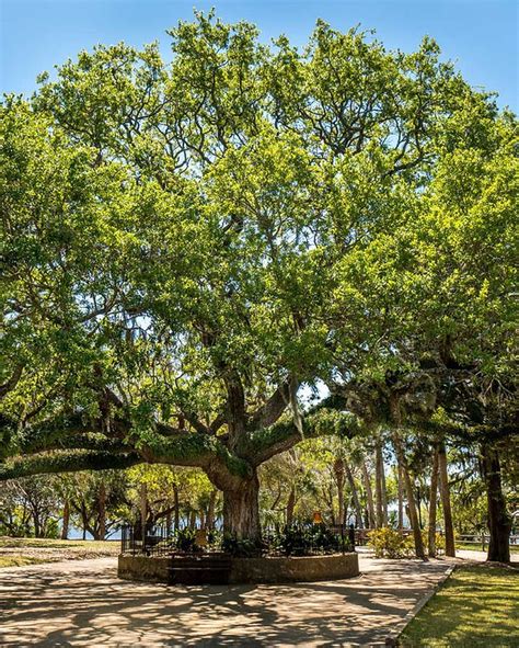 Live Oak Tree Texas Care Climax Webcast Photogallery