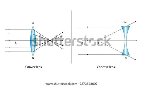 Diagram Concave Convex Lenses Stock Vector Royalty Free 2273898007 Shutterstock