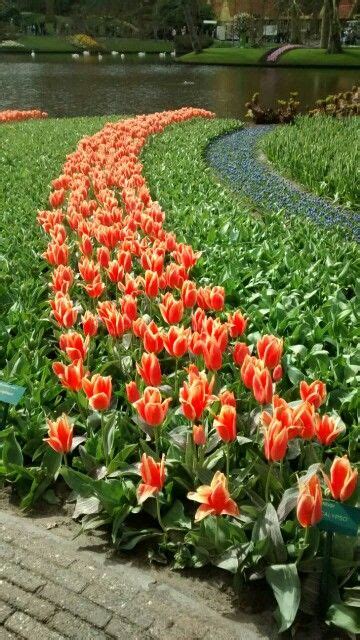 Tulipani Olanda Tulips Plants Flowers