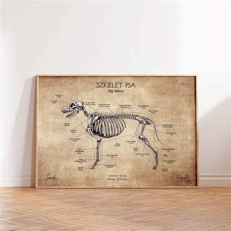 Plakat Anatomia Psa W Stylu Vintage Anatomy Decor