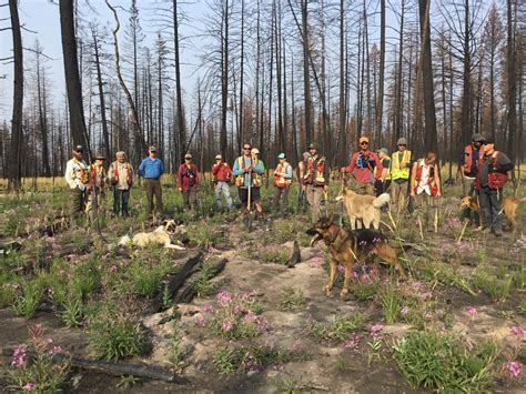 Silviculture Cariboo Carbon Solutions