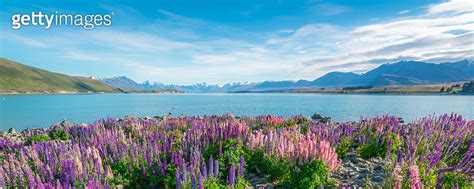 Landscape at Lake Tekapo Lupin Field in New Zealand 이미지 842679154