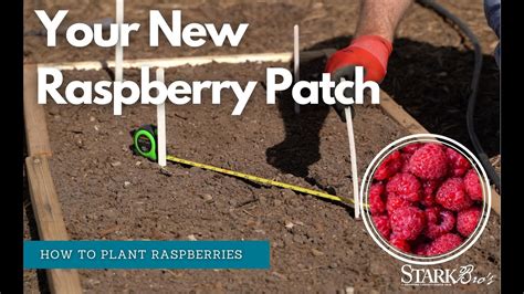 How To Plant A Raspberry Patch Youtube