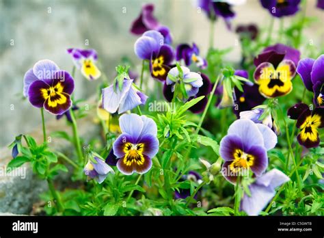 Viola Tricolor Flowers With Green Leaves Stock Photo Alamy