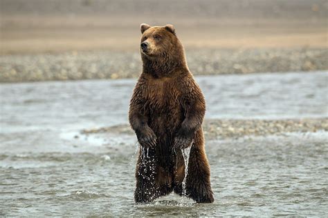 Selective focus photography of brown Polar Bear HD wallpaper ...