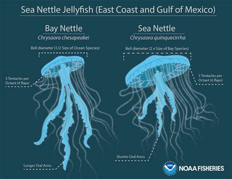 Clancy Tucker S Blog June Facts About The Amazing Jellyfish