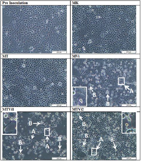 A Observation Of Mdck Cells Using Inverted Microscope Note Pre Download Scientific Diagram