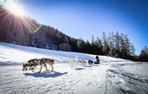 Balto Facts: Details About The Famous Sled Dog | Kidadl