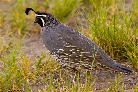 California Quail