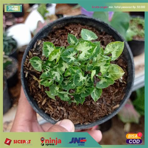 Jual Tanaman Hias Keladi Syngonium Mini Non Pot Kota Bandung