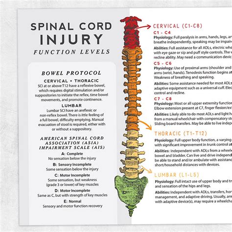 Printable Resource Spinal Cord Injury Function Levels Etsy