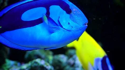 Long-nose butterfly fish, Sea creatures ... | Stock Video | Pond5