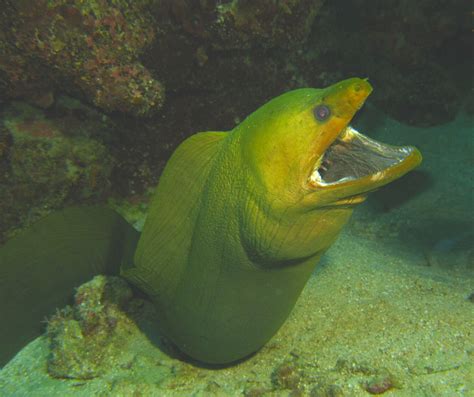 Green Moray Eel (Gymnothorax funebris) - ANGARI Foundation