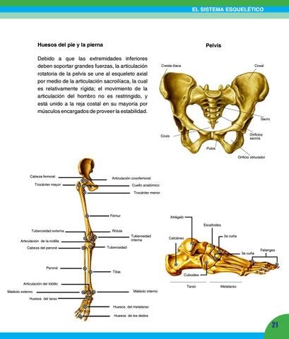 Gran Atlas Visual De Anatomia Humana By Freddytaypegonzales Issuu