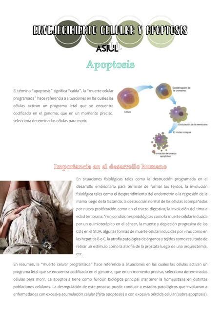 Apoptosis Y Envejecimiento Celular Asiul Ase Udocz