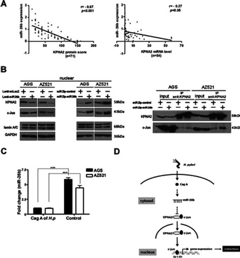 Downregulation Of Kpna Is Inversely Correlated With Mir B Expression