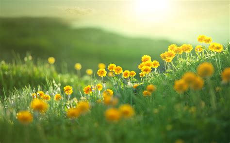 Fondos De Pantalla Césped Verde Naturaleza Plantas Flores