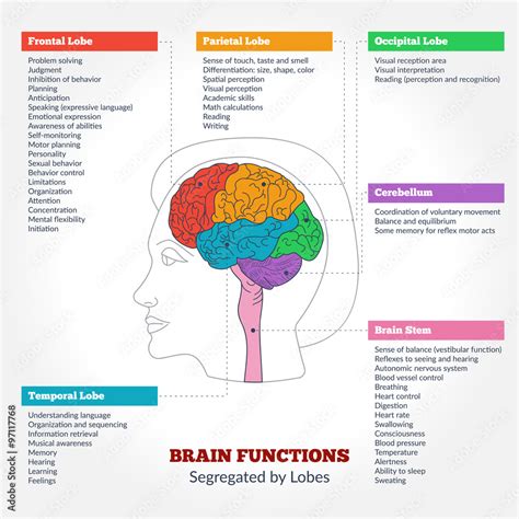 Human brain anatomy and functions Stock Vector | Adobe Stock