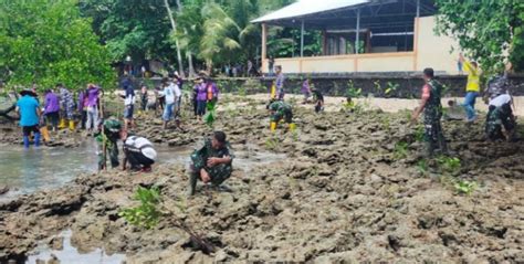 Kodim 1310 Bitung Tanam Bibit Mangrove Di Pesisir Pantai Desa Kalinaun