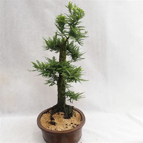 e-Bonsai - Outdoor Bonsai - Metasequoia glyptostroboides - Chinese ...