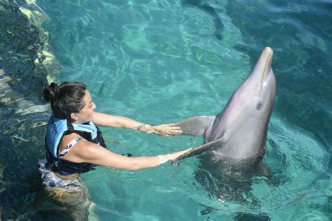 Where Can I Swim With Dolphins In Cancun Dolphin Discovery