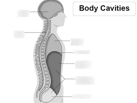 ap skeletal cavities diagram quizlet