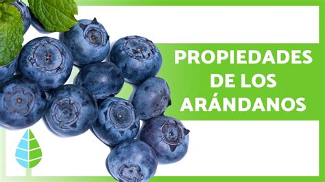 BENEFICIOS de los ARÁNDANOS para la SALUD Propiedades Para Qué