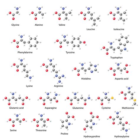 Amino Acids Stock Vectors Royalty Free Amino Acids Illustrations Depositphotos®