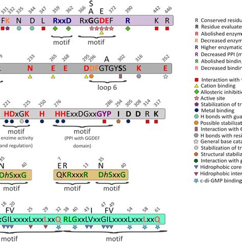 Schematic Representation Of C Di Gmp Enzymatic And Effector Domains On Download Scientific