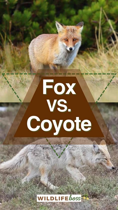 Fox Vs. Coyote: 14 Differences (Size, Bite Force, Etc.)