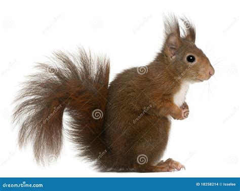 Red Squirrel Sciurus Vulgaris Male Standing On Fallen Leaves Royalty