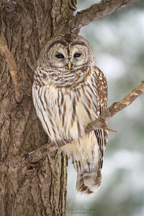 Barred Owl Chouette Ray E Qu Bec Canada Pierre Bonenfant Flickr